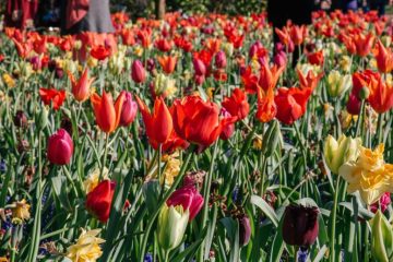 Close-up of vibrant tulip beds at Keukenhof Gardens in the Netherlands
